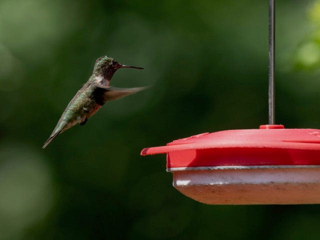 Ruby-throated hummingbirds won't get too fat to migrate south if you keep feeders out