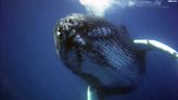 Future climate impacts put humpback whale diet at risk