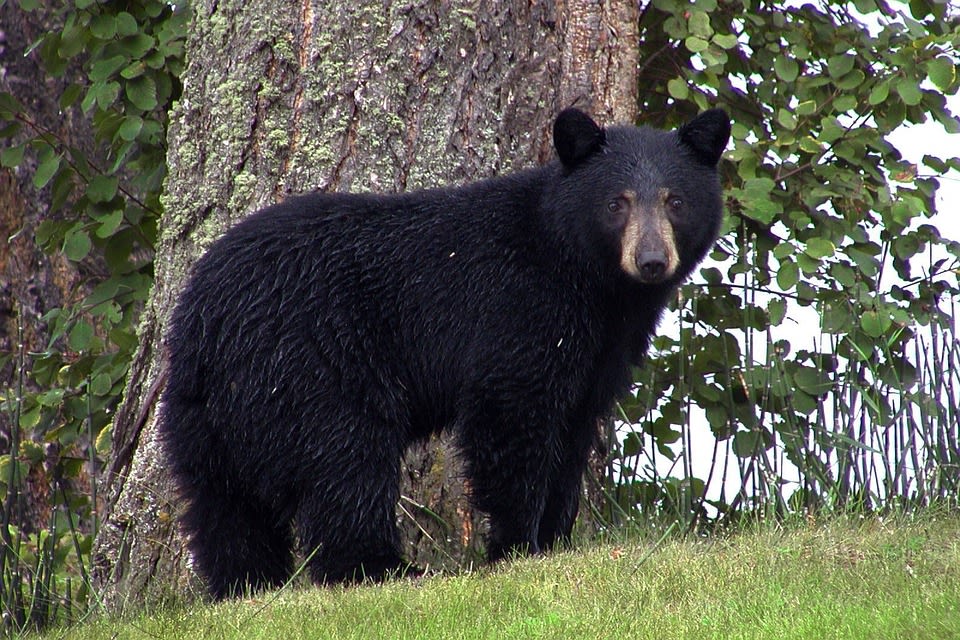 Boonville bear accident sends two men to hospital