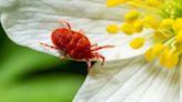 Sehen Zecken ähnlich - Rote Samtmilben: Sind die kleinen Spinnentierchen gefährlich?