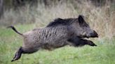 Saskatchewan puts moratorium on wild boar farms, toughens regulations