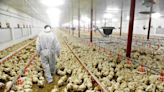 Salmonella more common on larger commercial farms, study reveals