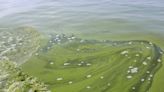 Some Lake Erie anglers consider algae blooms helpful — but what are the health implications?