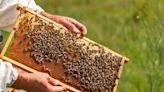 Warmer autumns may put honey bees in peril