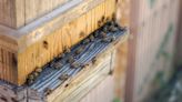 具有南方島嶼風味的日本蜜蜂的「甑蜂蜜」為人口4000人的離島帶來元氣