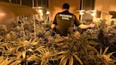 Detenidos en Paterna y Jerez siete miembros de una organización criminal de cultivo de marihuana indoor