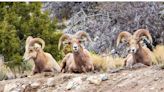 Captan a borregos cimarrón en todo su esplendor en Big Bear Lake