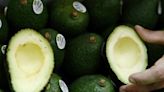 Estados Unidos autoriza fecha para la exportación completa de aguacate michoacano