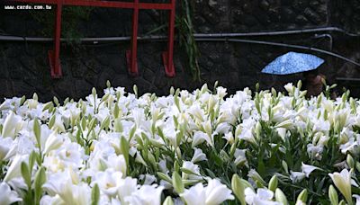 貓空波斯花海繽紛綻放 白石湖百合花秘境尋幽