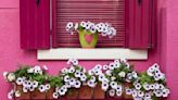 Best Flowers for Window Boxes – 7 Beauties Experts Love Most for Color and Style