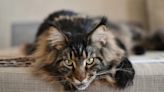 Maine Coon Lifespan: How Long Do the Cats Live?