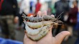 Kerala govt convenes meeting to discuss US shrimp export ban