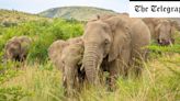 Elephants trample tourist to death after he left car to take photos