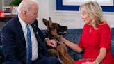 Everything We Know About The Biden’s Dogs