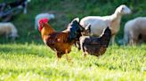 Flock of chickens terrorises residents of sleepy English town