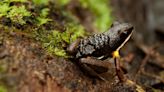 The tender art of tadpole parenting