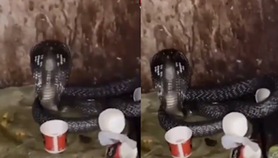 'Hawalat Main Saap': Black Cobra Snake Found In Ghaziabad's Police Station