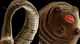 Muestran espeluznantes imágenes de parásitos intestinales