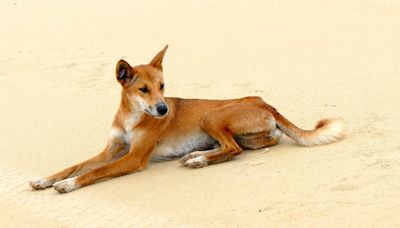 Ancient Genomes Reveal Dingoes Are Not Related To Modern Domesticated Dogs