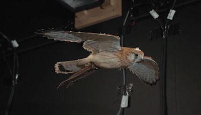 Secrets of hovering kestrels to help drones beat city winds