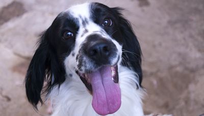 Cocker Spaniel’s Chaotic ‘Seed Collecting Skills’ Are One for the Record Books