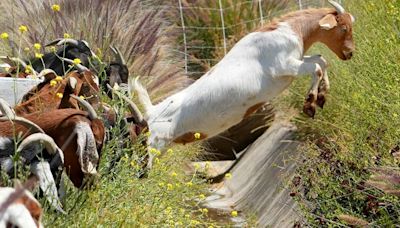 Goats make annual return to the Ronald Reagan library