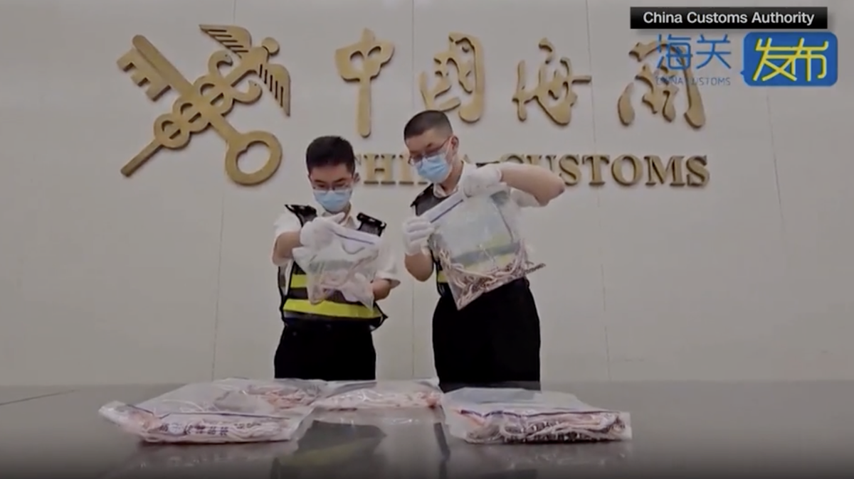 Man stopped at Hong Kong customs with 100 live snakes down his pants