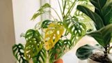 Are Your Indoor Plant Leaves Turning Yellow? Here's Why—and How to Fix It