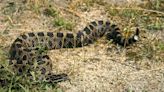 Rare, endangered eastern massasauga rattlesnake found in Ohio. Here's what to know