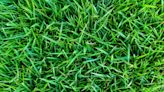 5 Types of Lawn Grass to Consider for Your Yard