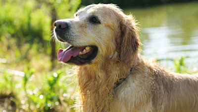 ‘Dink’ Dad Gives His Golden Retriever the ‘Airbud’ Treatment During Day at the Lake