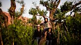 Un edén especial: el viñedo antiguo que crece sobre los árboles y con el que hacen un vino único en Bolivia