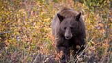 Bear meat linked to rare outbreak of roundworm disease