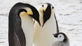 New emperor penguin colonies revealed by bird poop visible from space