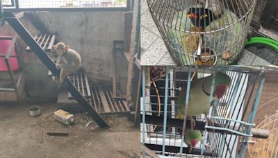 Pune: Parakeets, Hill Myna, Macaque Rescued From Yerawada Slum After PETA India Steps In