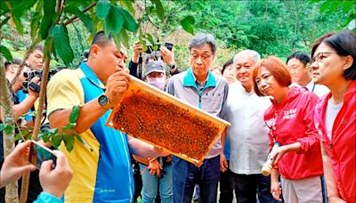 龍眼、荔枝花況差 蜂農採無蜜