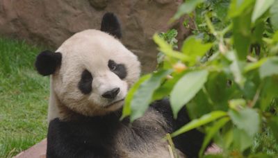 旅美大熊貓雲川及鑫寶下月將於聖迭戈動物園公開亮相