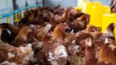 El fuerte impacto de la influenza aviar en la industria avícola nacional