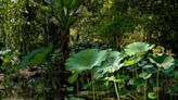 Parque em Haia, na Holanda, e jardim botânico do Rio são foco em exposição fotográfica de Sergio Zalis