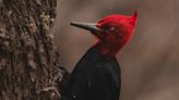 To communicate, most birds sing, but woodpeckers play the drums
