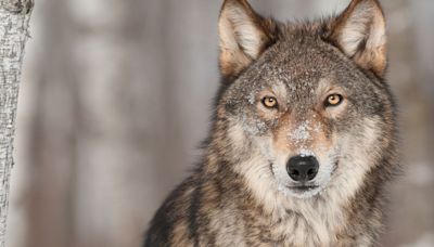 Woman 'stunned' to see wolf chasing herd of deer in South West