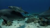 Dolphins line up to self-medicate skin conditions with coral, research suggests