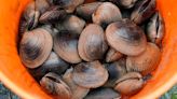 Northwesterners warned of shellfish toxin that can paralyze and kill you