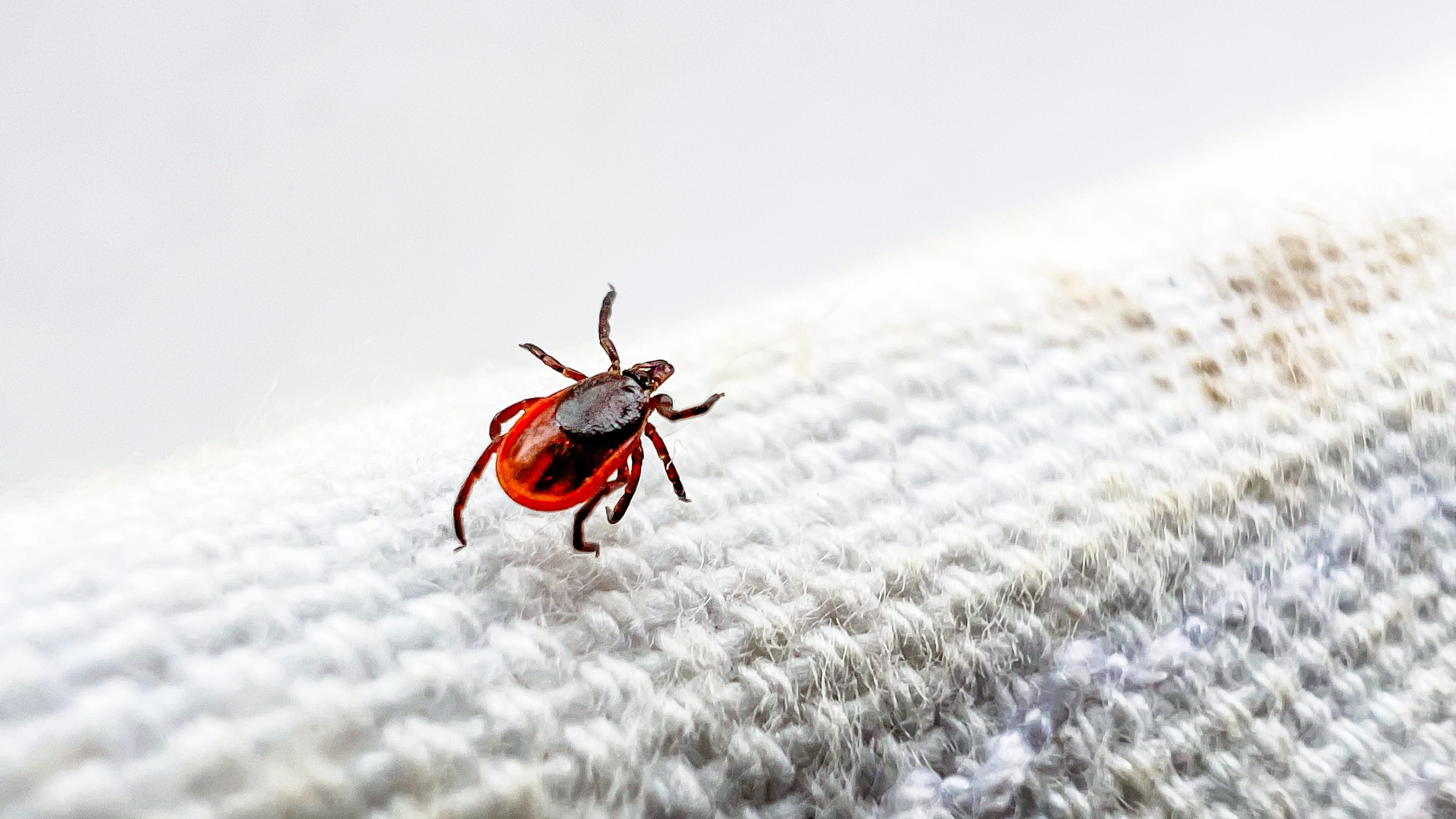 Tuscarawas County Health Department sees 68% increase in Lyme disease cases