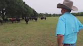 Dade City rancher uses passion to supply Tampa area restaurants with grass-fed beef