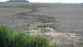 Solución verde: los cultivos de cobertura le ganan la batalla a la erosión hídrica