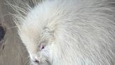 Meet Coconut, a rare albino baby porcupine rescued in northern B.C.