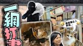 荃灣香車街街市改衣店失竊 一母貓連同6幼貓被擄走
