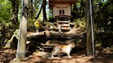 Neko Jinja, un santuario dedicado a los gatos “ángeles guardianes” de una isla japonesa
