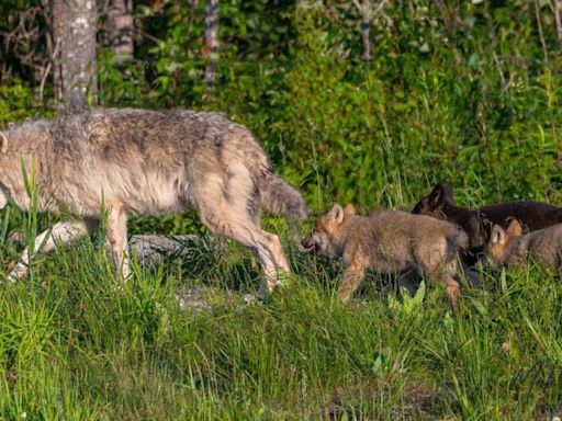 Young wolf pups add delight to the Cedar Meadows Resort & Spa experience